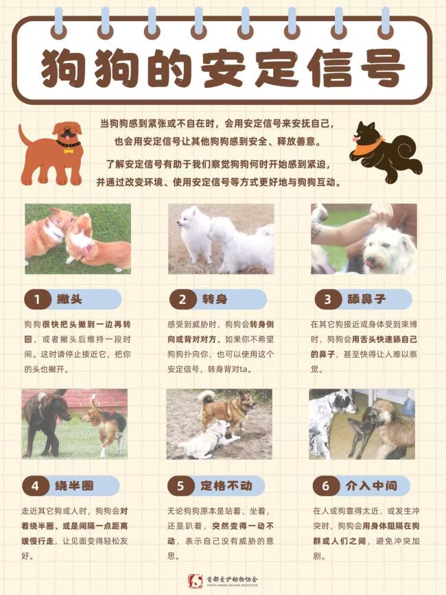 猫咪狗狗知识