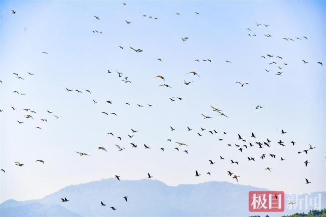 守护天鹅栖息地，“行走中国公益俱乐部”为武穴一秀农场注入生态保护新动能