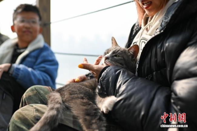 为流浪猫筑“港湾” 重庆一猫猫主题乐园走红