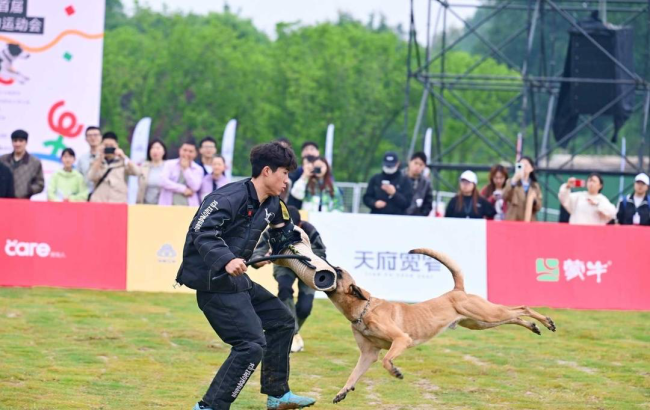 千只“毛孩子”花海开跑！成都首届国际宠物运动会燃情开赛