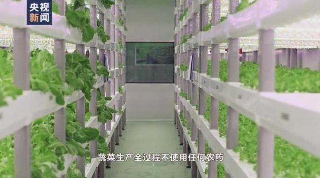 航天员出征前吃的青菜哪里来？走进东风航天城“蔬菜工厂”