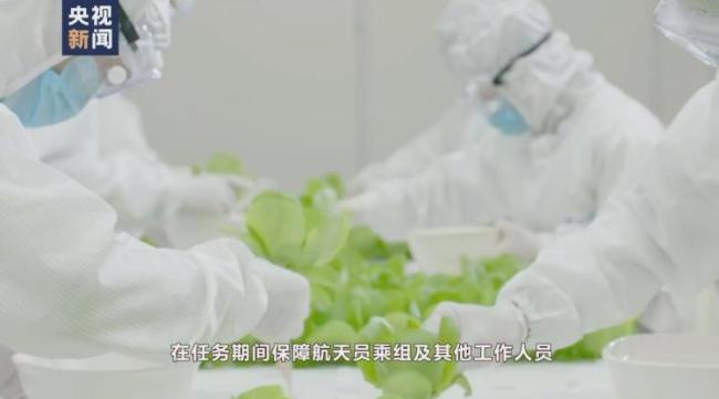 航天员出征前吃的青菜哪里来？走进东风航天城“蔬菜工厂”