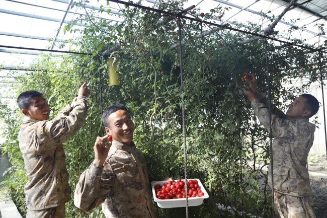 秋天，来和高原兵哥丰收大棚啦！