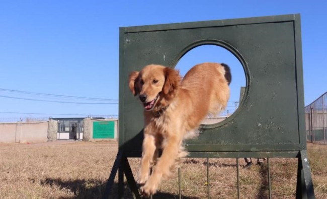 征集领养人！给退役警犬一个温暖的家