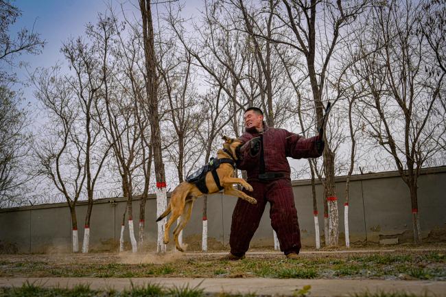 忠诚战友，“犬”力以赴