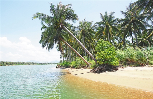 三亚海棠湾一带的椰子树。 海南日报记者 李英挺 摄