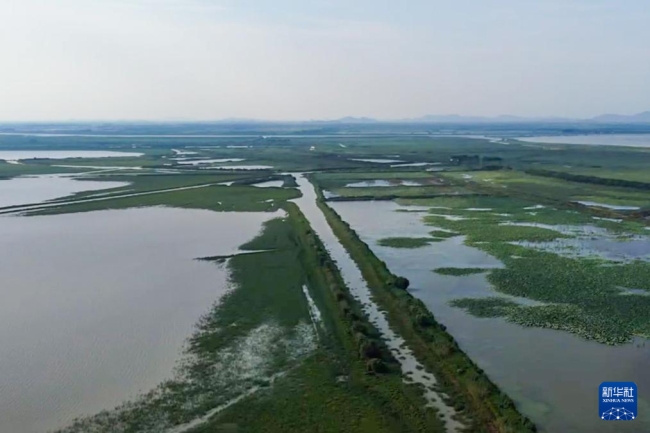 新时代中国调研行·长江篇|沉湖湿地变身记