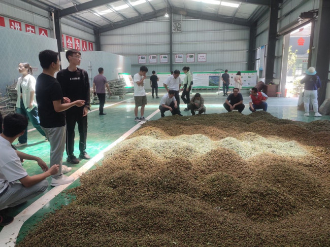 郧西县中药材产业让连翘“青果果”变成群众增收致富的“金豆豆”。苏优培摄