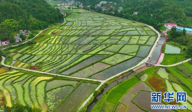 民宿旅游频频出招 鄂西深山“避暑凉乡”初成规模