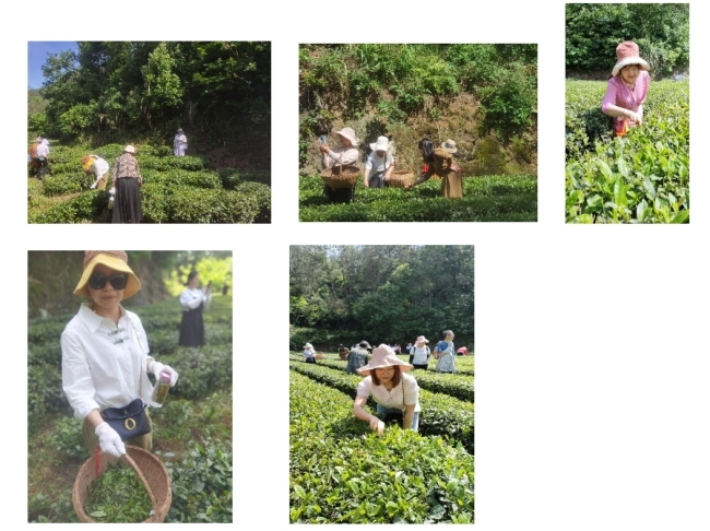 绿海翠浪，茶香满山——富德生命人寿宜昌中支开展助农采茶活动