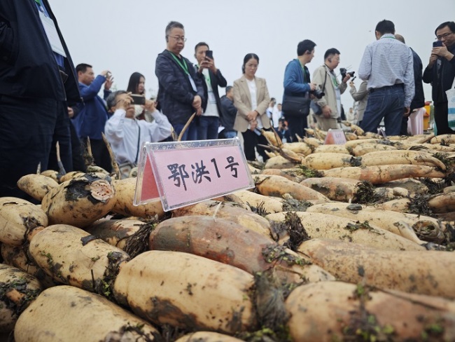 “洪湖莲藕·清甜可口”全国主流媒体走进洪湖莲藕品牌核心地活动举行