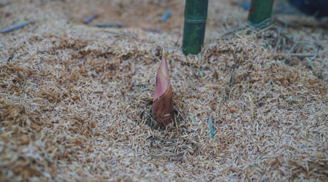 咸宁崇阳：雷竹盖“被”节节高