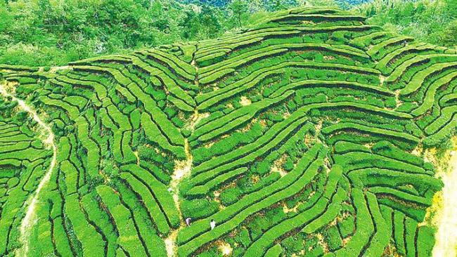 534万亩茶园全部开园  湖北茶“沏”出乡村振兴美好图景
