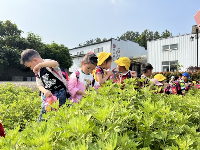 金融活水润“艾草”，“小产业”迈向“大舞台”
