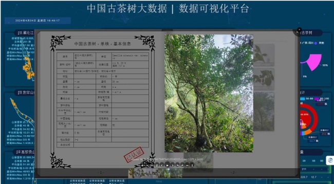 湖北十堰：古茶树收入《中国古茶树生态系统》一书