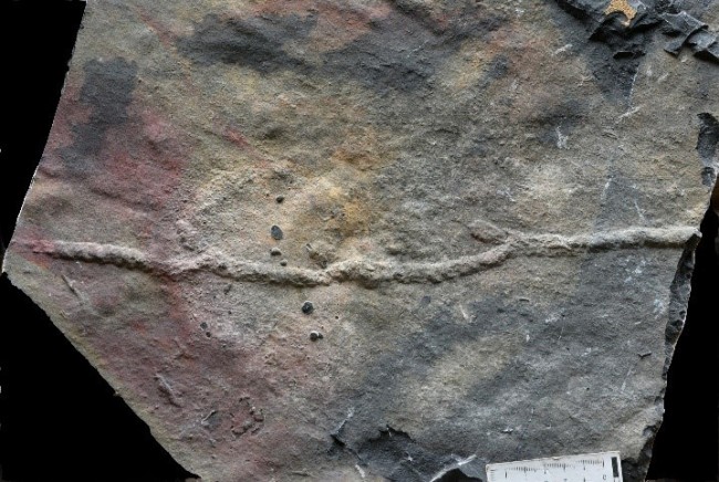 我国科学家在湖北发现最古老的动物“地下公寓”