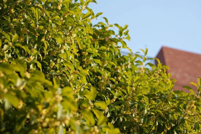 秋日彩蛋！外经贸学院校园桂花二次绽放引师生追捧