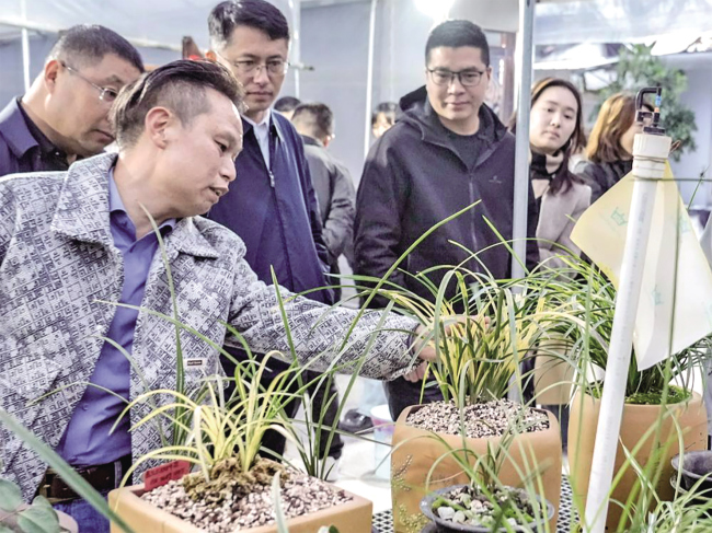 一盆虎斑蕙兰有人出价60万元，养兰20余载带徒超500  广水养兰牛人带村民种出“传家宝”