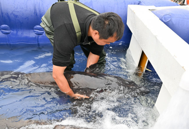 2025年4月12日，工作人员将中华鲟引入放流通道。当日，“放流中华鲟 共护长江美”2025年中华鲟放流活动在湖北省宜昌市胭脂园长江珍稀鱼类放流点举行，超2万尾中华鲟子二代回归长江。新华社记者 杜子璇 摄