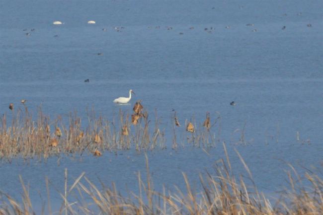 4沉湖湿地，白鹤自由自在.jpg