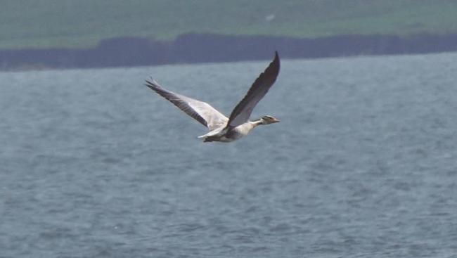 汉江生态接连吸引珍稀动物用翅膀“投票”  “高原精灵”斑头雁首现潜江