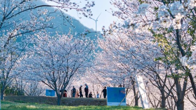 黄陂锦鲤土司城首届彩虹健康跑新闻发布会召开