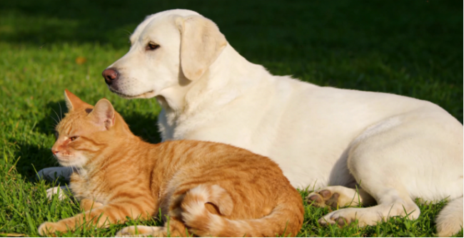 真正的宠物AI，应该读懂毛孩子的情绪与健康