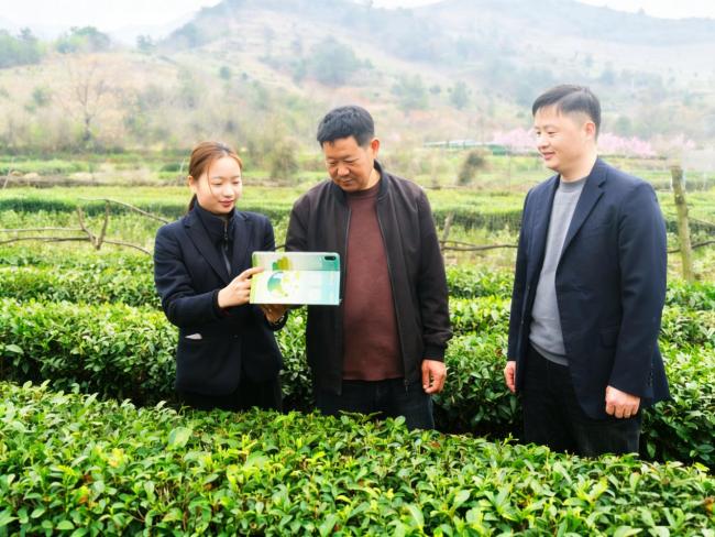 邮储银行孝感市分行精准滴灌茶产业高质量发展