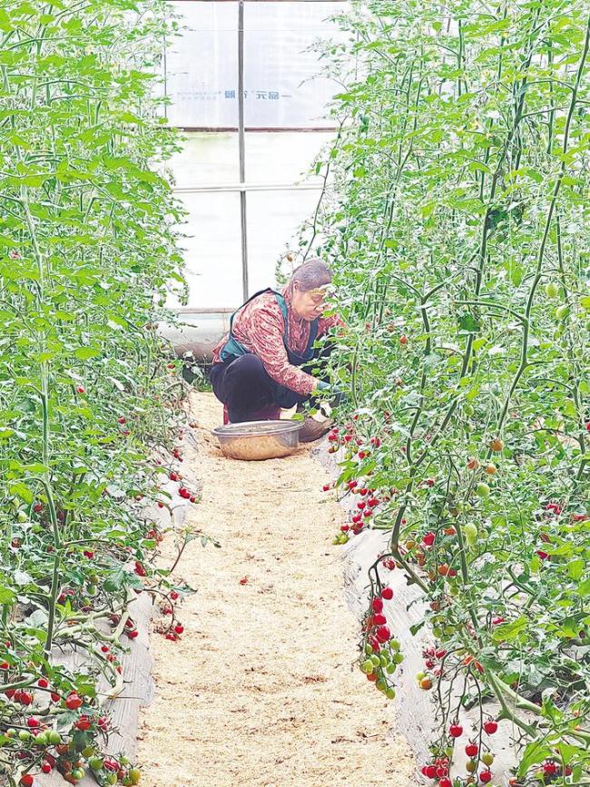 “寿光技术”嫁接“松滋水土”  五色辣椒、六色番茄同园争艳