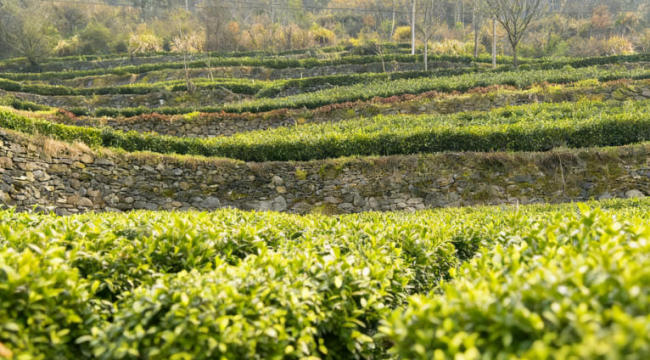 “圣水”吐翠 “红”韵飘香——邮储银行竹山县支行金融助力春茶生产