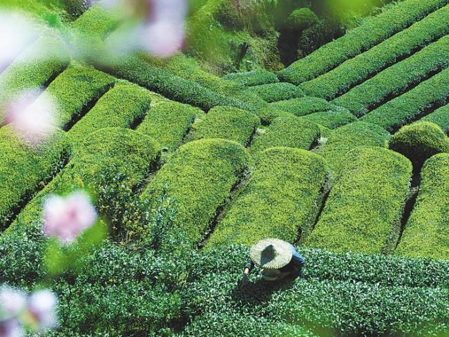 300年非遗技艺传承  恩施玉露从手工焙茶走向智能车间