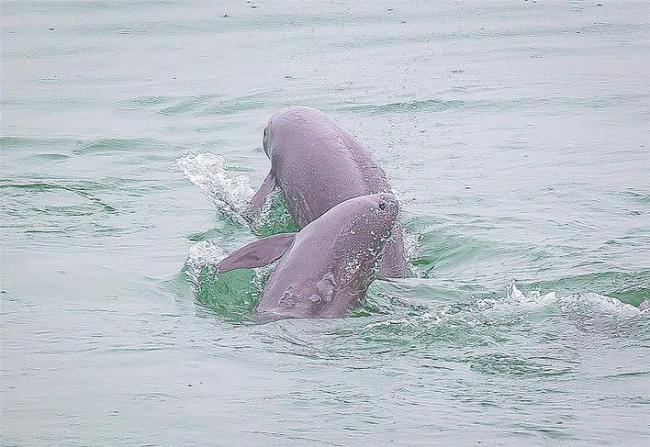 人大表决通过 长江江豚成为武汉城市吉祥物
