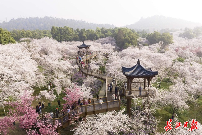 武汉：中国“城市春光”第一城