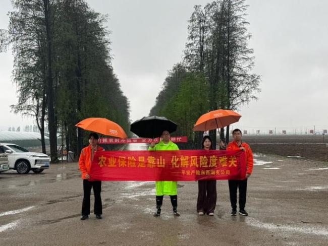 闻“汛”而动 极速闪赔——平安产险武汉中支全力护航东西湖区大棚灾后重建