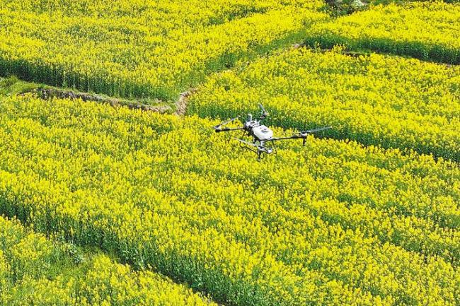 油菜打药为防病 蜜蜂采花会要命  保护“油瓶子” 如何不伤“蜜罐子”