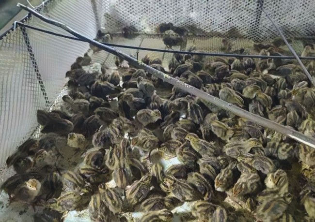 落地特色畜禽保险 赋能乡村产业振兴  中国人寿财险河南省分公司创新研发鹌鹑养殖保险