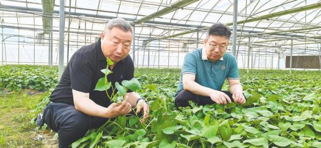 小小红薯带动10万农户家门口就业  这位红安老兵，做对了什么