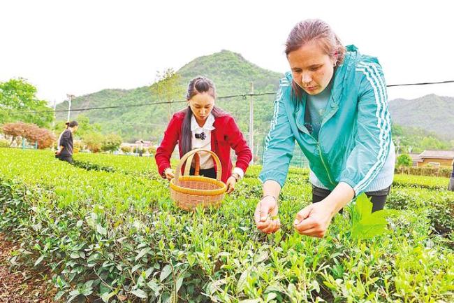 烧中国菜说保康话，还能挎上竹篓去采茶  洋媳妇在鄂西北茶乡扎下根