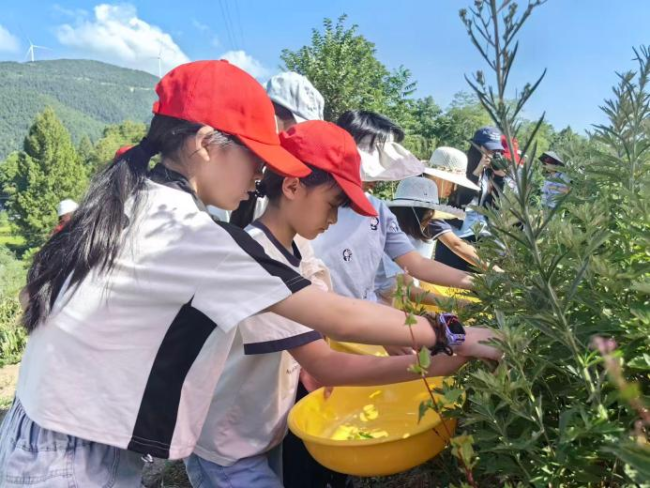 采撷青青艾草，传承本草文化——“红砖”筑南坪实践队采艾实践活动