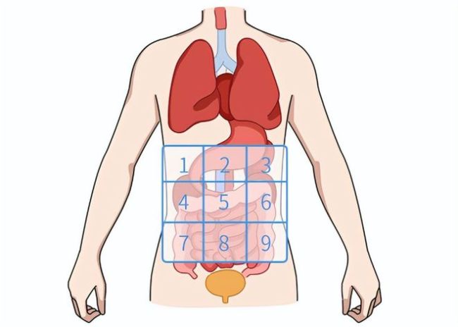 一张“腹部地图” 9个部位腹痛一目了然