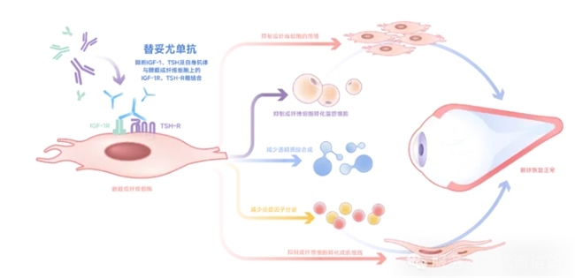 精准出击，靶向改善！替妥尤单抗治疗甲状腺相关眼病探索