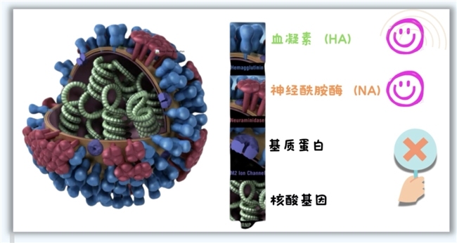 岁岁年年人相似，年年岁岁苗不同——秒懂流感疫苗，今年打苗不迷茫！