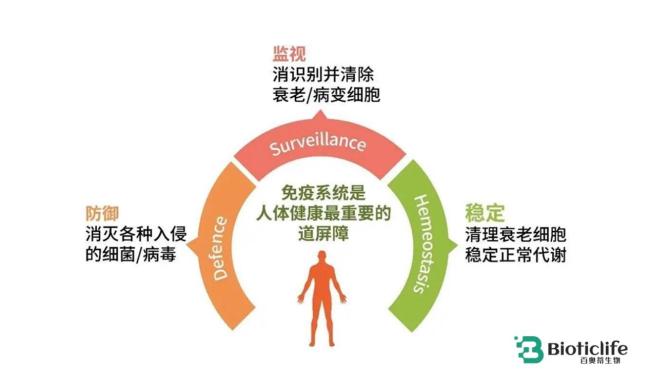 百奥蒂（BIOTICLIFE）：当免疫系统“加班”，你的细胞也会累