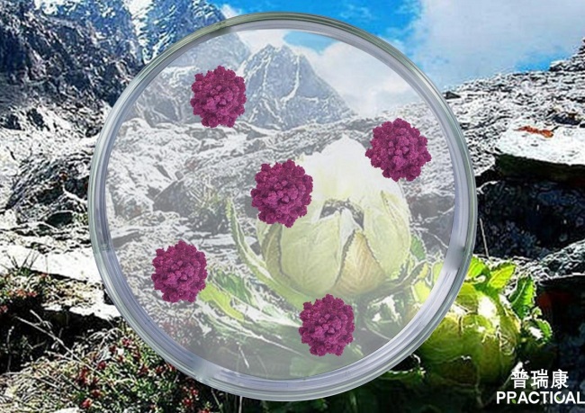 顶刊印证科学机制,产业验证应用价值:普瑞康生物植物细胞工厂进入产业化新阶段