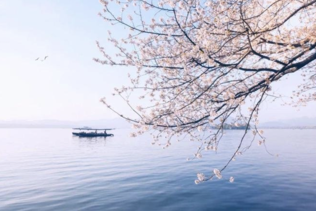 ▲杭州西湖的樱花。图源/摄图网