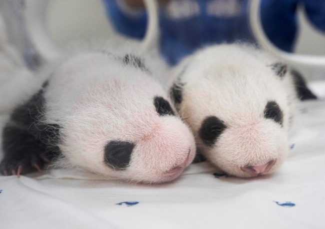 韓国で生まれた双子パンダが生後1カ月に