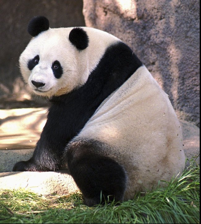 中国 新たなパンダ保護研究の国際協力を始動