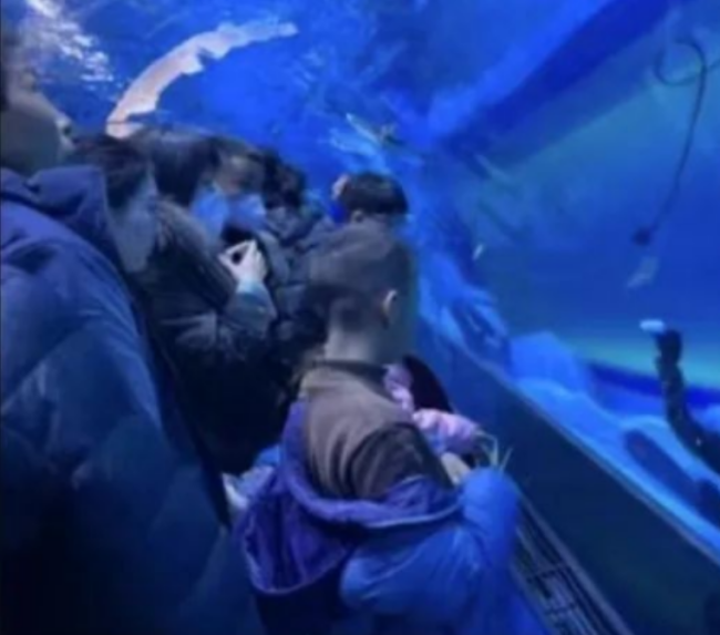 鄭州の水族館で潜水作業中に潜水士が溺死事故