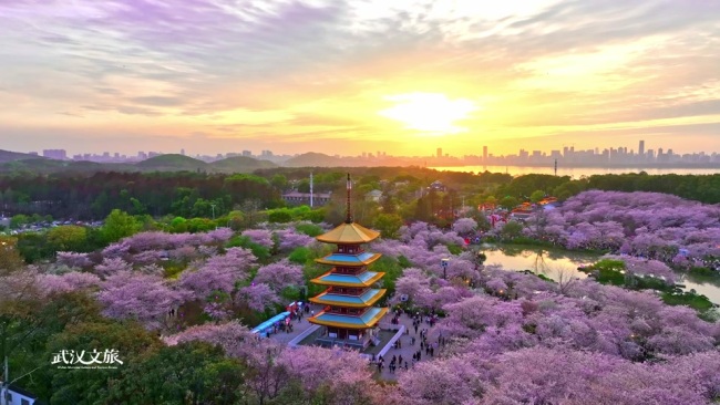 中国で花見ブーム高まる 関連検索が330％増 武漢は桜の四大名所に