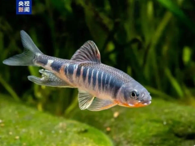 中国華東地域で新種の淡水魚「虹彩馬口魚」発見